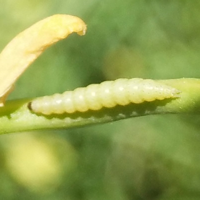 科云&reg; 緝衛(wèi)&reg; 小菜蛾顆粒體病毒制劑