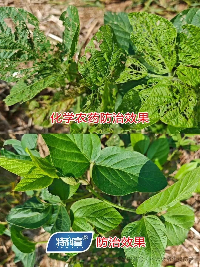 科云&reg;特科喜&reg;甜菜夜蛾核型多角體病毒防治甜菜夜蛾效果，得到全省生物防治&ldquo;三進(jìn)&rdquo;行動(dòng)專(zhuān)家教授的一致肯定