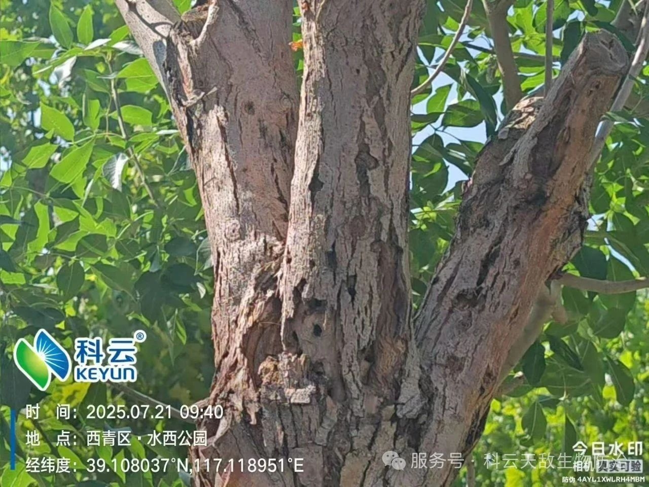 天津&ldquo;市樹(shù)&rdquo;遭蟲(chóng)害侵襲，科云&ldquo;天敵&rdquo;越千里救治